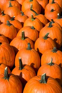 pumpkin picking nj